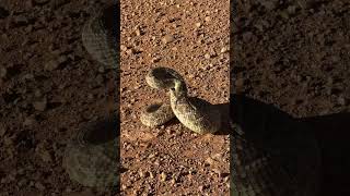 Mojave Rattlesnake Rattling and Defensive Behavior [upl. by Willi974]