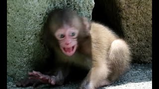 Baby monkey throwing a tantrum losing sight of mom [upl. by Ivon647]