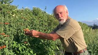 How to grow Wild Dagga Leonotis leonurus [upl. by Ojok]