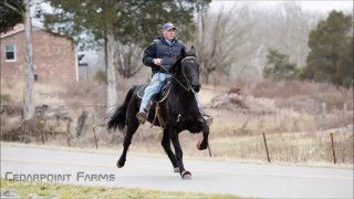 Indiana Hall Retired Racehorse Has gone to Racking [upl. by Onaicilef864]