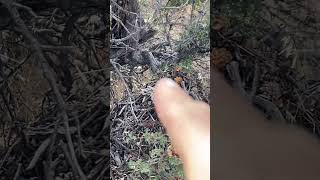 Wood rat nest amp latrine SoCal tracking nature wildlife desertwildlife [upl. by Karilla]