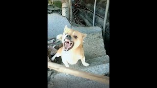 LIKE A BOSS MOST AGGRESSIVE DOG ——Funny Daily Chubby Corgi Dogs [upl. by Celle495]