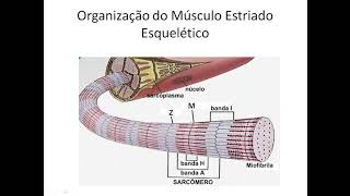 Fisiologia do Músculo Estriado Esquelético [upl. by Nassi]