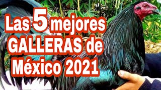 Las 5 mejores Galleras de México 2021 [upl. by Lacram83]