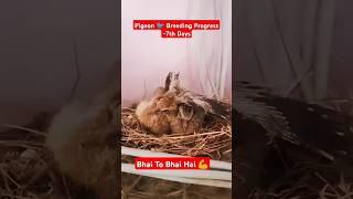 Pigeon Breeding Progress 🐦 7th Day  Growth 💹  Ranjan Pandey  shorts gaiyawalababa pigeons [upl. by Barnabas]