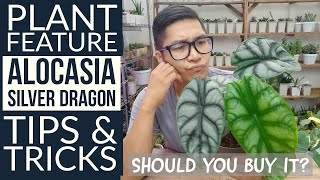 Alocasia Silver Dragon Tips  Overrated or Underrated Para Sayo Ba Ang Halaman Na To [upl. by Maxa862]