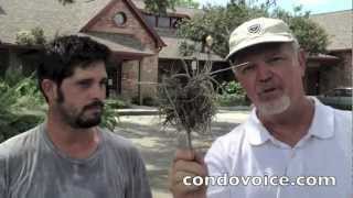 How to clean and identify moss and trim oak trees [upl. by Osnola]