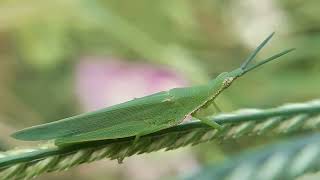 Acrida cinerea Chinese grasshopper [upl. by Ocramed]