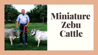 Miniature Zebu Facts Oldest Miniature cattle breed [upl. by Drucie286]