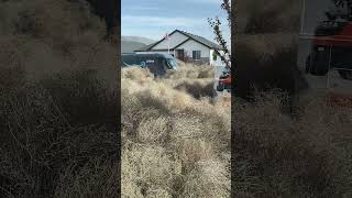 Amazon Delivery Driver Drives Through Tumbleweeds to Deliver Package [upl. by Atteniuq]