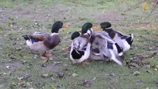 Canards Rouennais  Viol en bande organisée  Février 2016 [upl. by Krilov]