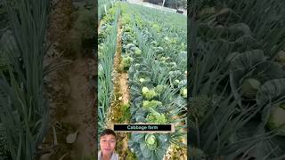 Smart intercropping of cabbage and onions farming vegetables sonlv [upl. by Burgwell381]