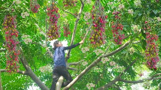 Harvesting Chinaberry  Make deep fried Chinaberry Go to the market to sell  Phuong  Harvesting [upl. by Finnegan]