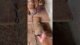 Dogs baby help 🐕 babydog doglover [upl. by Nirehtac]