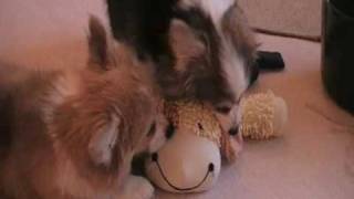 Fluffy Corgis Herding Cattle [upl. by Ehrenberg64]