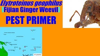 Elytroteinus geophilus Fijian Ginger Weevil PestPrimer [upl. by Aiza446]