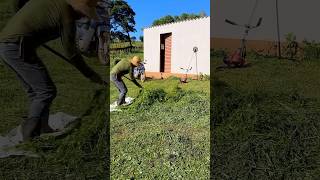 Rocei tudo hoje em volta de casa juntei toda a grama pra dar pros animais aqui do sítio vlog agro [upl. by Addia]