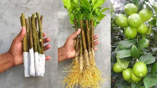 How to propagate lemon tree from cuttings with tissue paper  With 100 success [upl. by Notneb]