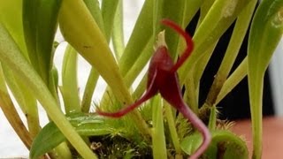 Orchid care growing Masdevallia herradurae care and culture [upl. by Seuqram634]