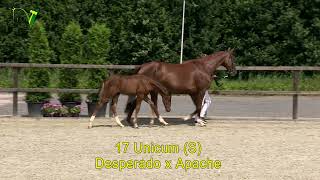 Veulenveiling Dronten  17  Unicum S  Desperado x Apache [upl. by Ecitnerp]