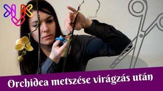 Orchidea metszése és visszavágása virágzás után  Mit tegyünk ha levirágzott a lepkeorchidea [upl. by Adia997]