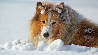 The History and Origins of the Shetland Sheepdog [upl. by Gonta638]