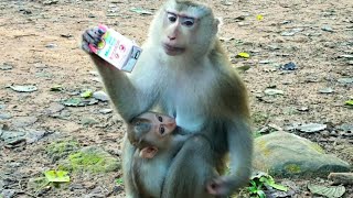 Lovely monkeys episode 41 ម៉ែ SaNa បានទឹកដោះគោញុំាធ្វើមុខអេមខ្លាំងណាស់ 😍 otheranimals168 monkey [upl. by Ayel]