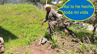 MILPA SIN FERTILIZANTE [upl. by Nashoma]