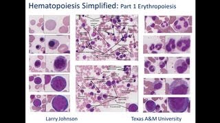 Hematopoiesis Simplified  Part 1 Erythropoiesis [upl. by Hareehat]