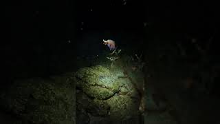 We had a fantastic time scuba diving at night in Smugglers Bay We saw octopus eels and more￼ [upl. by Gaillard]