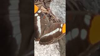 Monarch Butterfly 🦋 Forest Creek Mountain Nature Adventure California Tour 🌲🏞🧗⛰️👦👍 Fun [upl. by Drandell]