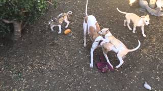 Whippet puppies 8 weeks old in the yard [upl. by Doe498]