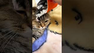 Beautiful cat😍😍animals reels funny shortvideo cat [upl. by Oz]