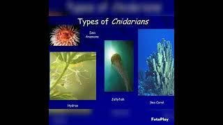 Cnidaria general characters BSc1sem1importantRRBMUnewbiologyshortsyoutubeshorts [upl. by Ayenet]