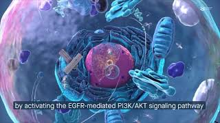 EGF promotes trophoblast cell invasion by reducing KISS1 expression [upl. by Teirrah]