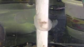 Watch our jellyfish digesting their food [upl. by Turnheim588]