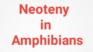 Neoteny in Amphibians Evolutionary significance Zoology Notes [upl. by Avan]