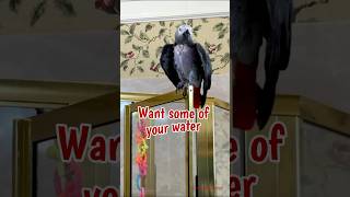 Im very demanding sometimes africangreyparrot takingparrot shorts [upl. by Ahcurb]