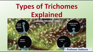 Types of Trichomes Explained [upl. by Ellerehc]