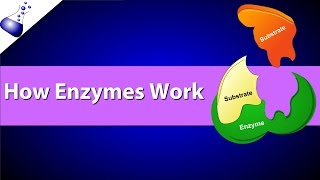 How Enzymes Work [upl. by Melantha706]