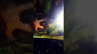 🐟PfauenaugenbuntbarschAstronotus ocellatus Vs Grasshopper💀🪦 astronotus aquarium [upl. by Seth]