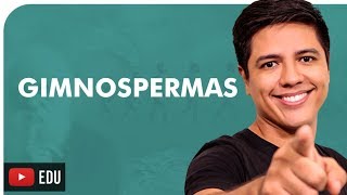 GIMNOSPERMAS  BOTÂNICA  Prof Kennedy Ramos [upl. by Rheta]