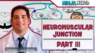 Musculoskeletal System  Neuromuscular Junction  Sliding Filament Theory Part 3 [upl. by Fryd]