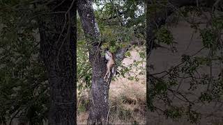 Hyena jumps into tree to steal Impala  Lion Sands Game Reserve  Kruger National Park [upl. by Atsira]