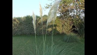 ESPECIES EXÓTICAS INVASORAS 5 Plumero o Hierba de la Pampa Cortaderia selloana [upl. by Lleoj]