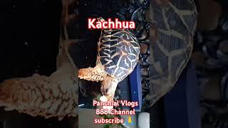 kachhua animals animal india shortvideos marinedrive mumbai funny animals turtle tortoise [upl. by Eca]