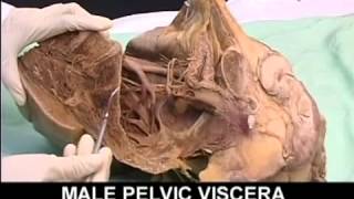 AnatomyPelvis and Perineum Videos1 [upl. by Prichard760]