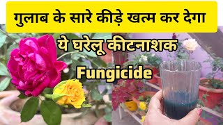 Home Made Fungicide for Rose PlantsInsecticide for all Plantsघर में बनाएं सभी पौधों के लिए कीटनाशक [upl. by Aniv]