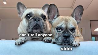 Things Nobody Tells You About Owning A French Bulldog [upl. by Zul]