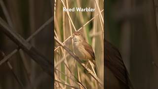 Listen To The Melodic Tunes Of A Reed Warbler birds birdwatching birdslover wildlife [upl. by Yelnats]